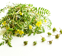 Gokshura (Tribulus Terrestris)